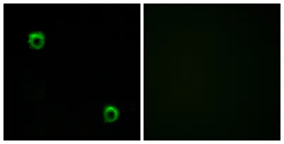 Frizzled-2 rabbit pAb - image 1