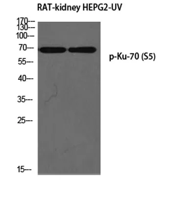 Ku-70 (phospho Ser5) rabbit pAb - image 1