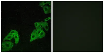 Olfactory receptor 4C3 rabbit pAb