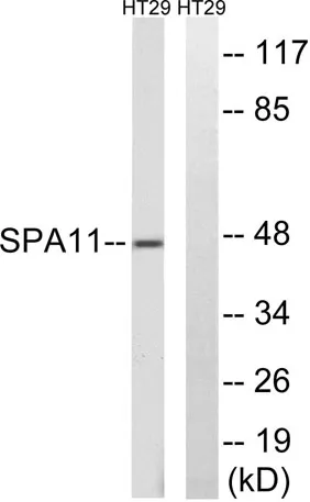 Serpin A11 rabbit pAb - image 1