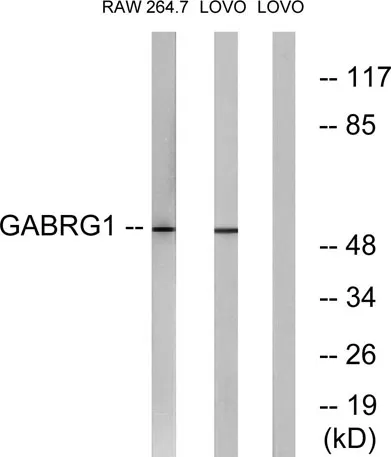 GABAA Rγ1 rabbit pAb - image 1