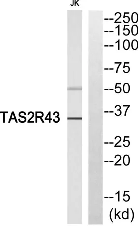 T2R43 rabbit pAb