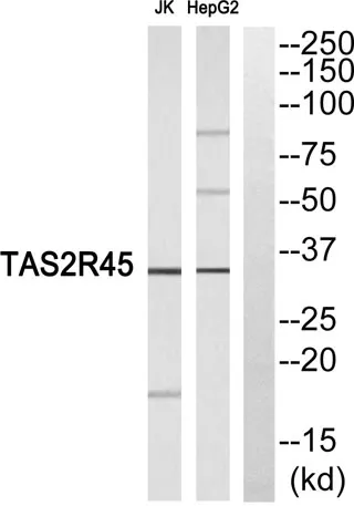 T2R45 rabbit pAb