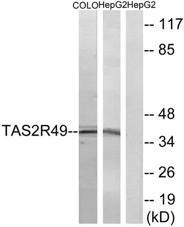 T2R49 rabbit pAb