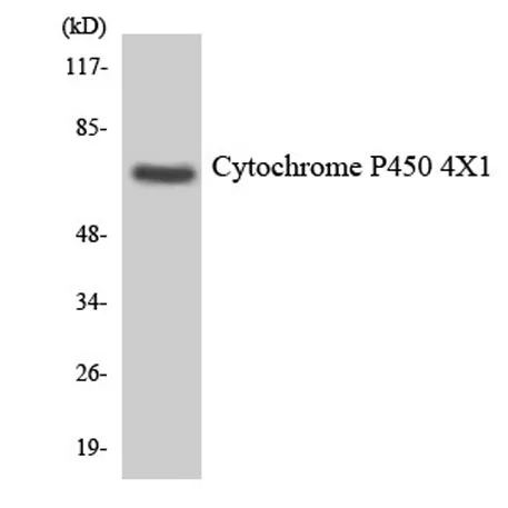 CYP4X1 rabbit pAb