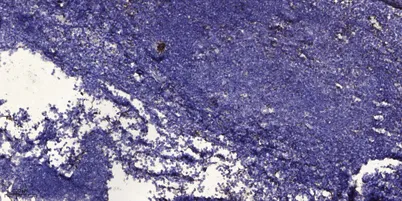 FDC-SP rabbit pAb