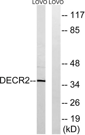 DECR2 rabbit pAb