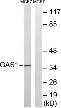 Gas1 rabbit pAb