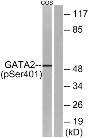 GATA-2 (phospho Ser401) rabbit pAb - image 1