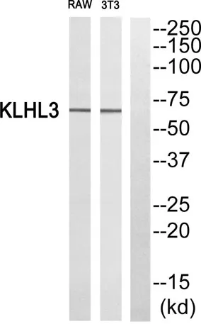 KLHL3 rabbit pAb
