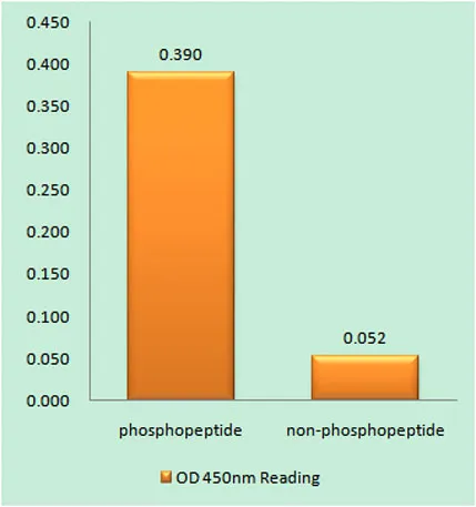 GATA-4 (phospho Ser262) rabbit pAb - image 1