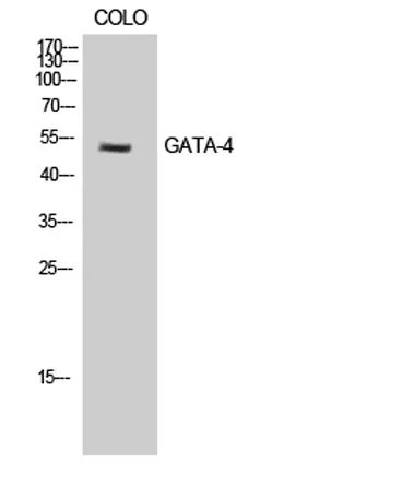 GATA-4 rabbit pAb - image 1