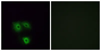 Olfactory receptor 5H1 rabbit pAb