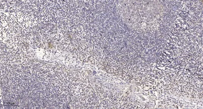 PHI-1 rabbit pAb - image 1