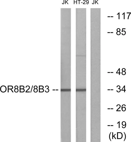 Olfactory receptor 8B2/3 rabbit pAb