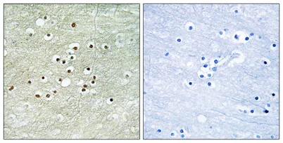 NPAS4 rabbit pAb - image 1