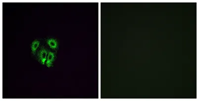 Olfactory receptor 4F4 rabbit pAb - image 1