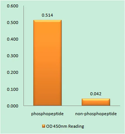 GFAP (phospho Ser38) rabbit pAb - image 1