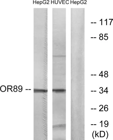 Olfactory receptor 89 rabbit pAb