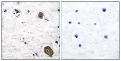 GFRα-1 rabbit pAb - image 1