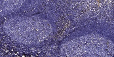 Somatotropin rabbit pAb