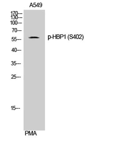 HBP1 (phospho Ser402) rabbit pAb