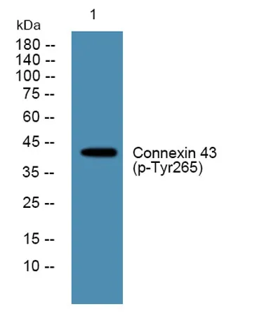 Connexin 43 (phospho Tyr265) rabbit pAb - image 1
