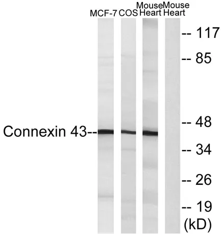 Connexin 43 rabbit pAb - image 1