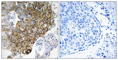 Connexin 46 rabbit pAb - image 1