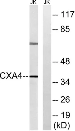 Connexin 37 rabbit pAb - image 1