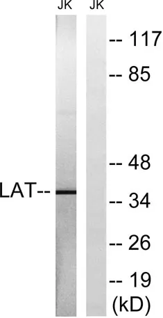 LAT rabbit pAb