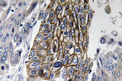 Connexin-32 rabbit pAb - image 1