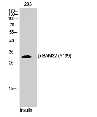 BAM32 (phospho Tyr139) rabbit pAb - image 1