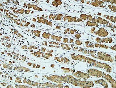 CD57 rabbit pAb
