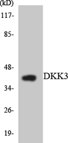 Dkk-3 rabbit pAb