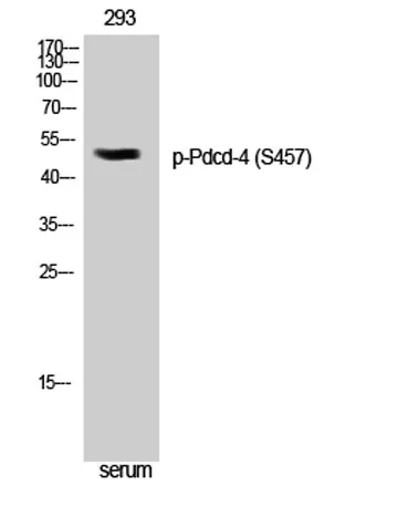 Pdcd-4 (phospho Ser457) rabbit pAb - image 1