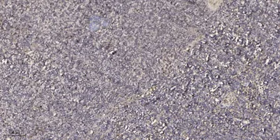 ADAMDEC1 rabbit pAb - image 1