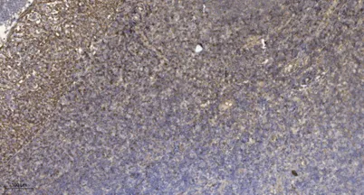 HtrA2 (phospho Ser142) rabbit pAb - image 1