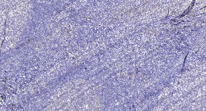 HtrA2 rabbit pAb - image 1