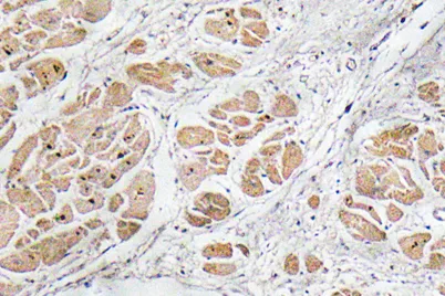 GnRH I rabbit pAb - image 1