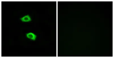Olfactory receptor 51B5 rabbit pAb - image 1
