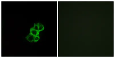 Olfactory receptor 8B4 rabbit pAb - image 1