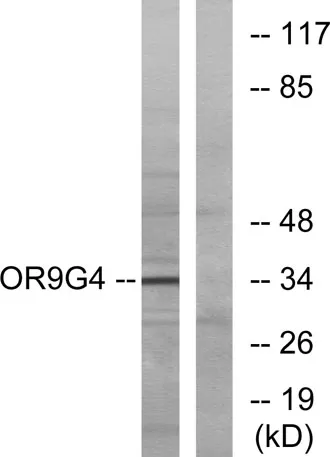 Olfactory receptor 9G4 rabbit pAb