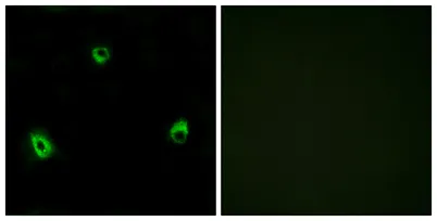Olfactory receptor 10A4 rabbit pAb