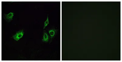 Olfactory receptor 4K3 rabbit pAb