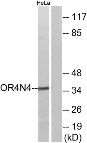 Olfactory receptor 4N4 rabbit pAb