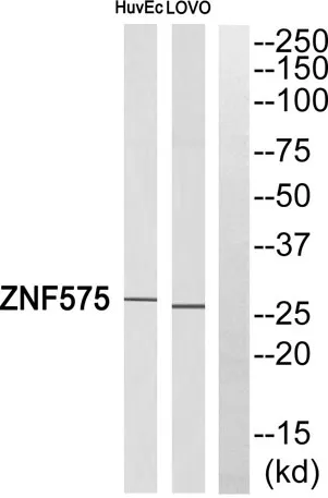 ZNF575 rabbit pAb