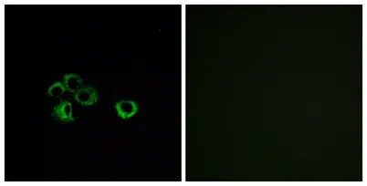 Olfactory receptor 2Z1 rabbit pAb