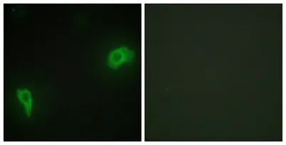 Dok-7 rabbit pAb - image 1