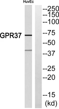 GPR37 rabbit pAb - image 1